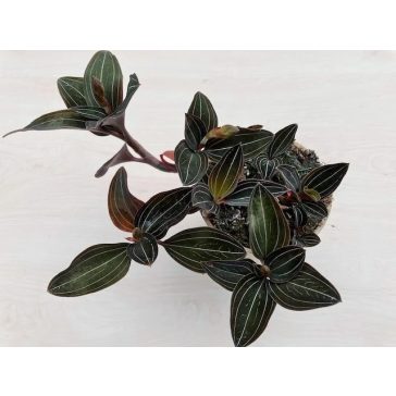 Ludisia discolor Extra