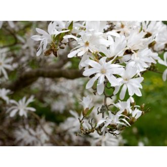 Magnolia stellata "Waterlily"