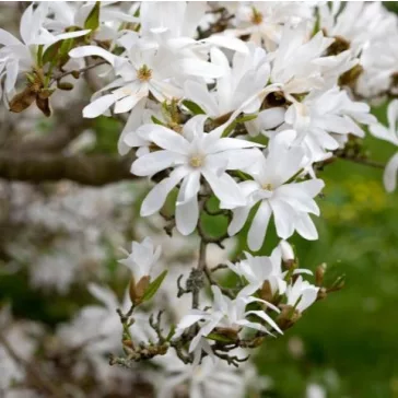 Magnolia stellata "Waterlily"