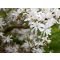 Magnolia stellata "Waterlily"