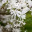 Magnolia stellata "Waterlily"