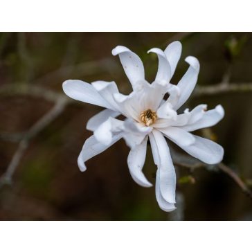 Magnolia stellata "Waterlily"