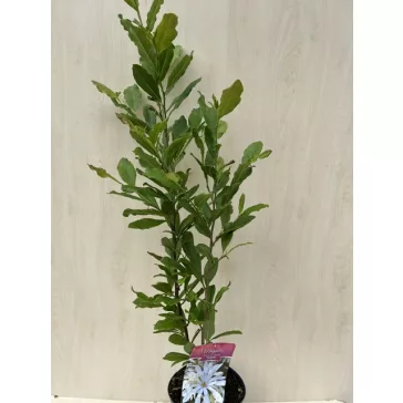 Magnolia stellata "Waterlily"