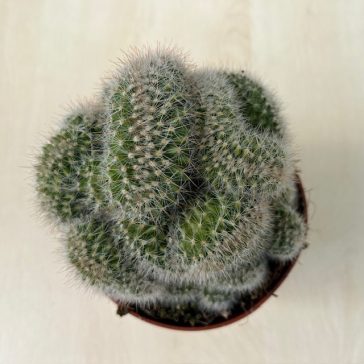 Mammillaria cristata