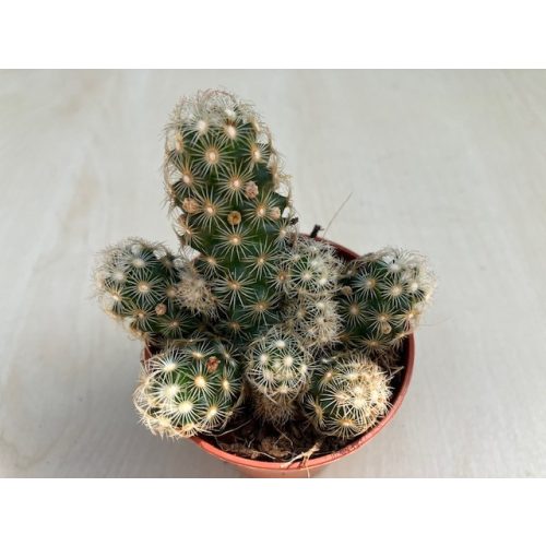 Mammillaria elongata