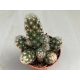 Mammillaria elongata