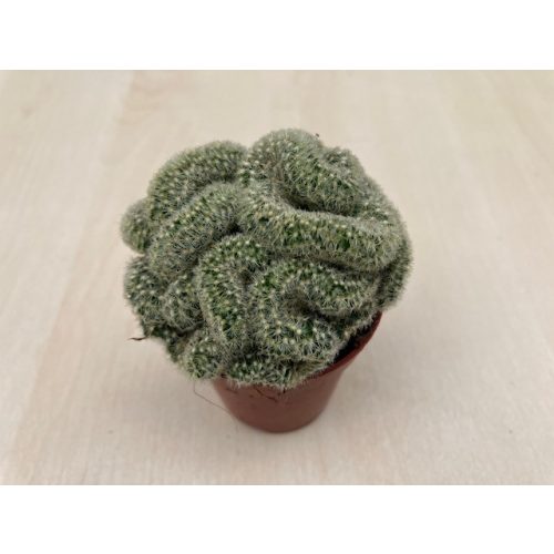 Mammillaria elongata f. cristata