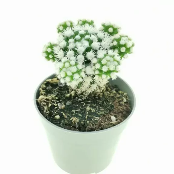 Mammillaria gracilis 'Arizona Snowcap' Mammillaria gracilis 'Arizona Snowcap'