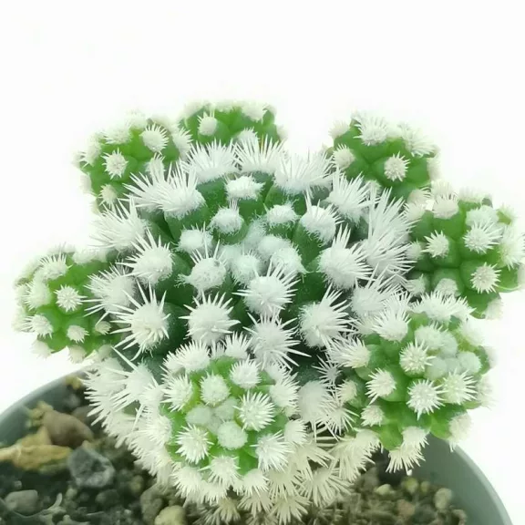 Mammillaria gracilis 'Arizona Snowcap' Mammillaria gracilis 'Arizona Snowcap'