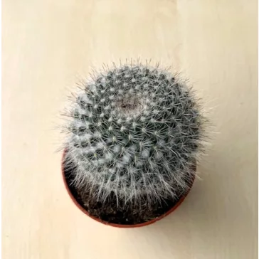 Mammillaria hahniana