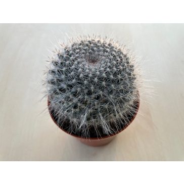 Mammillaria hahniana