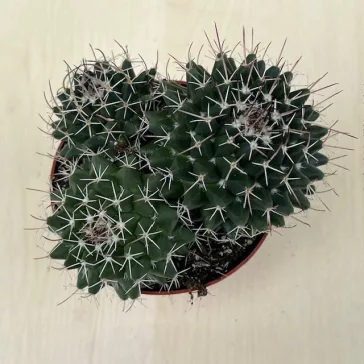   Mammillaria karwinskiana subsp. nejapensis 'Silver Arrows' 