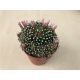 Mammillaria painteri