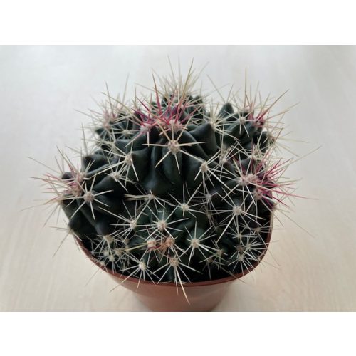 Mammillaria tolimensis