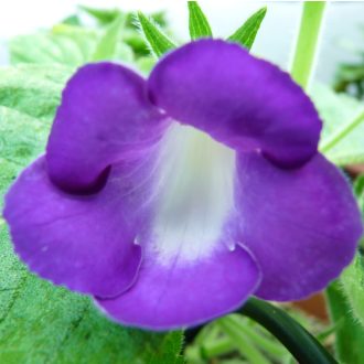 Achimenes x hybrida 'Mexicana'