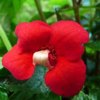 Achimenes x hybrida 'Nero'