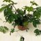 Mimosa pudica