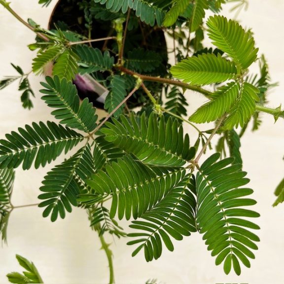 Mimosa pudica