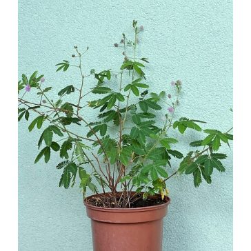 Mimosa pudica