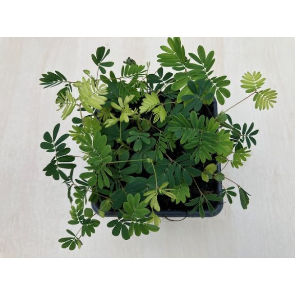 Mimosa pudica