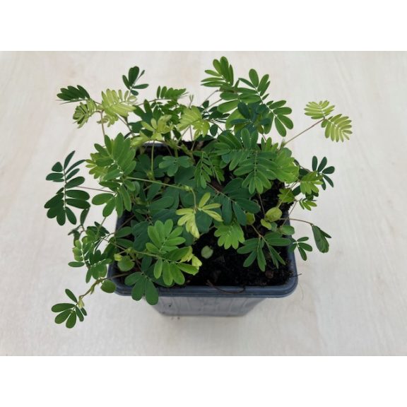 Mimosa pudica