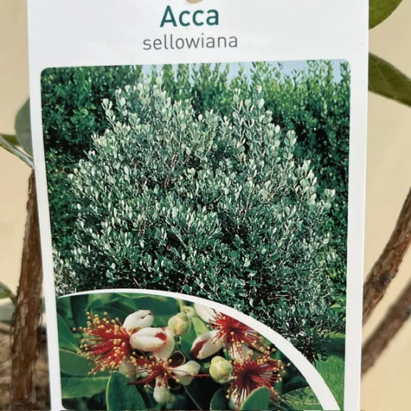 Acca sellowiana Acca sellowiana