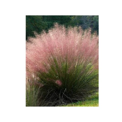 Muhlenbergia capillaris