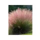 Muhlenbergia capillaris