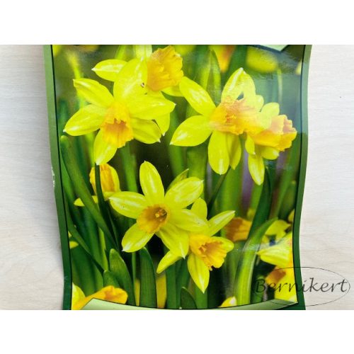 Narcissus Cyclamineus