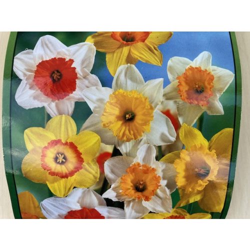 Narcissus Large Cupped mix