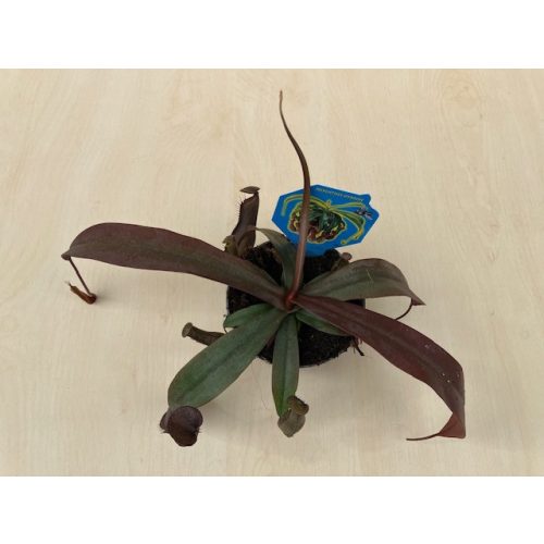 Nepenthes alata