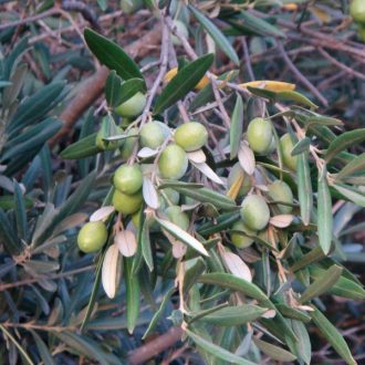 Olea Europaea 
