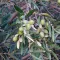 Olea Europaea 