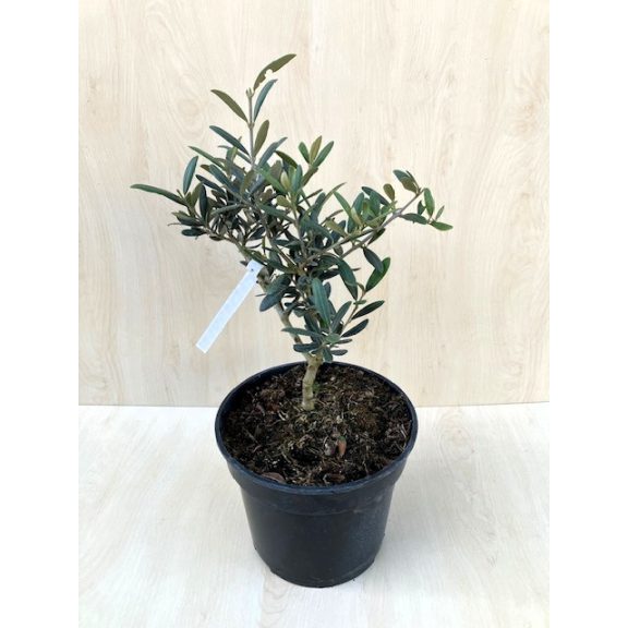 Olea Europaea 