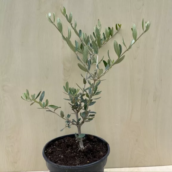 Olea europaea 'Taggiasca' Olea europaea 'Taggiasca'