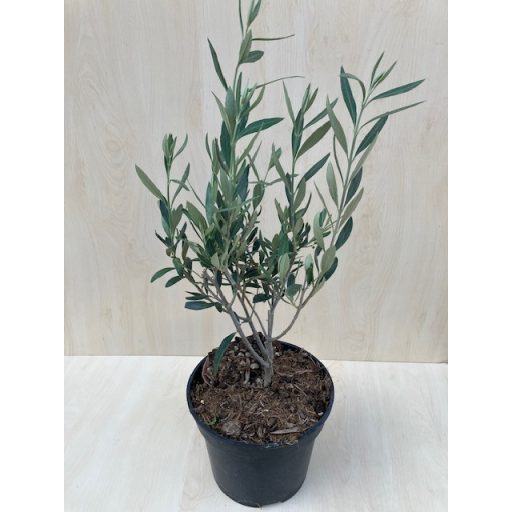 Olea Europaea 'Cipressino'