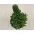 Orostachys japonica