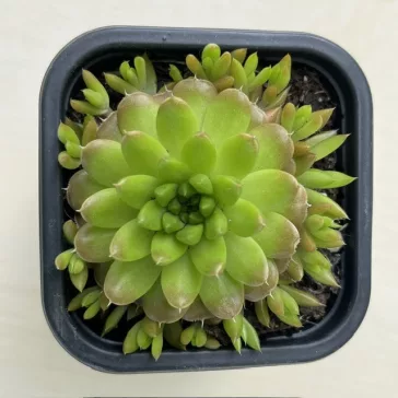 Orostachys japonica 2.