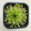 Orostachys japonica 2.