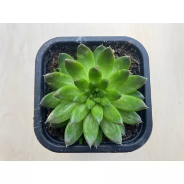 Orostachys japonica 2.