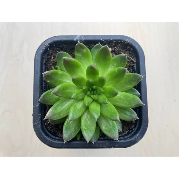 Orostachys japonica 2.