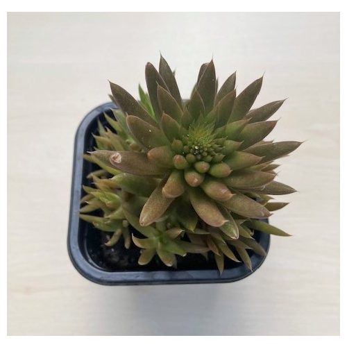 Orostachys japonica