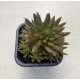 Orostachys japonica