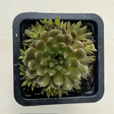 Orostachys japonica