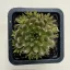 Orostachys japonica
