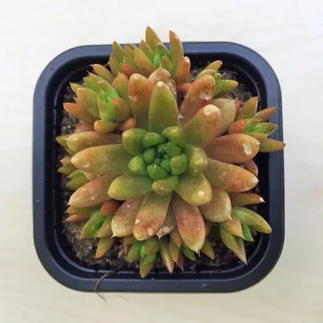 Orostachys japonica