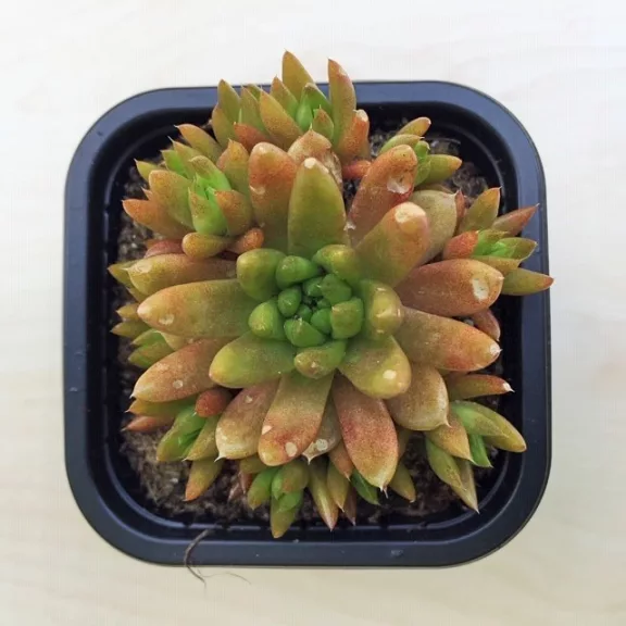Orostachys japonica