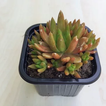Orostachys japonica