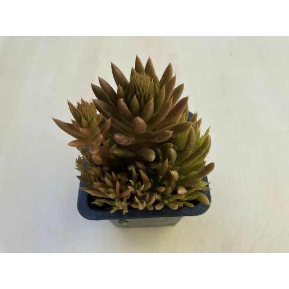 Orostachys japonica