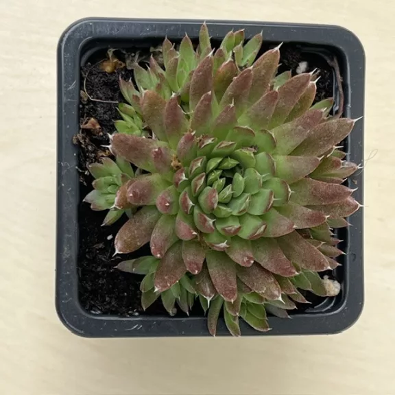 Orostachys japonica Orostachys japonica